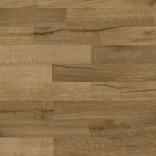 Talamanca Oak
