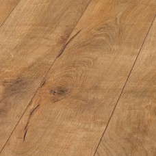 Дуб Балтика