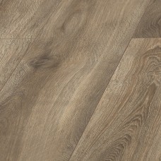 Дуб Андромеда